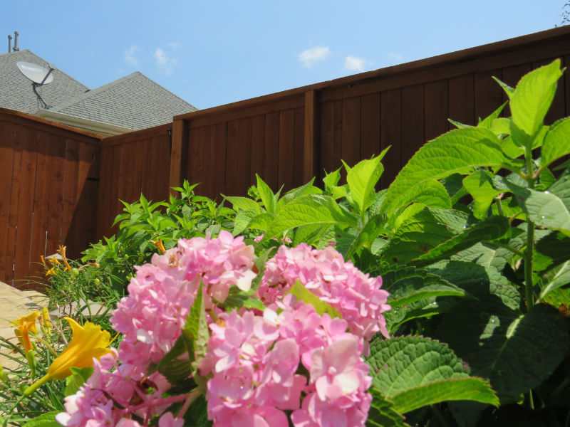 Beautiful healthy flowers thriving after landscape installation.