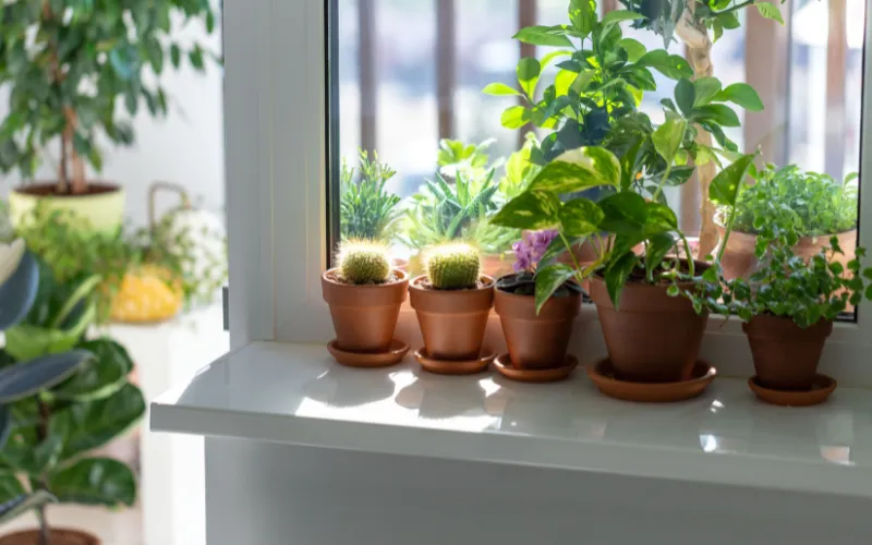 Indoor potted plants.