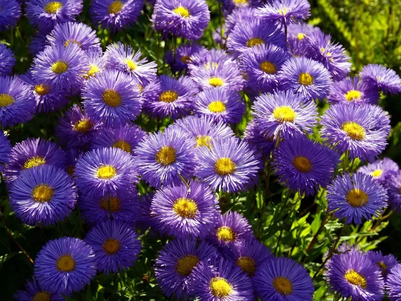 Purple aster flowers.