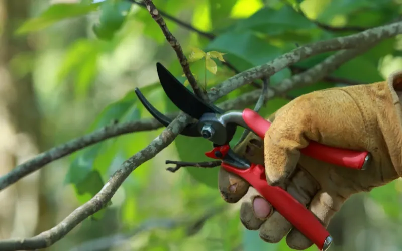 Person pruning a tree.