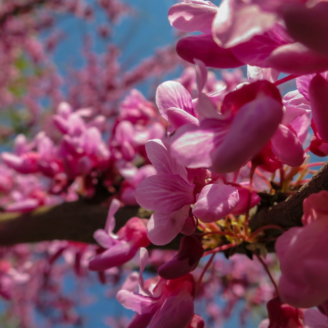 Adult eastern redbud tree.