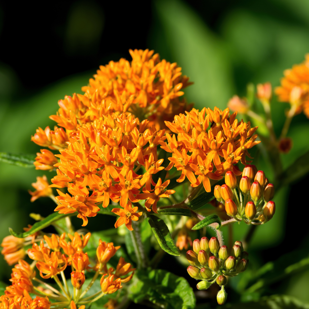 Orange butterfly weed flowers.