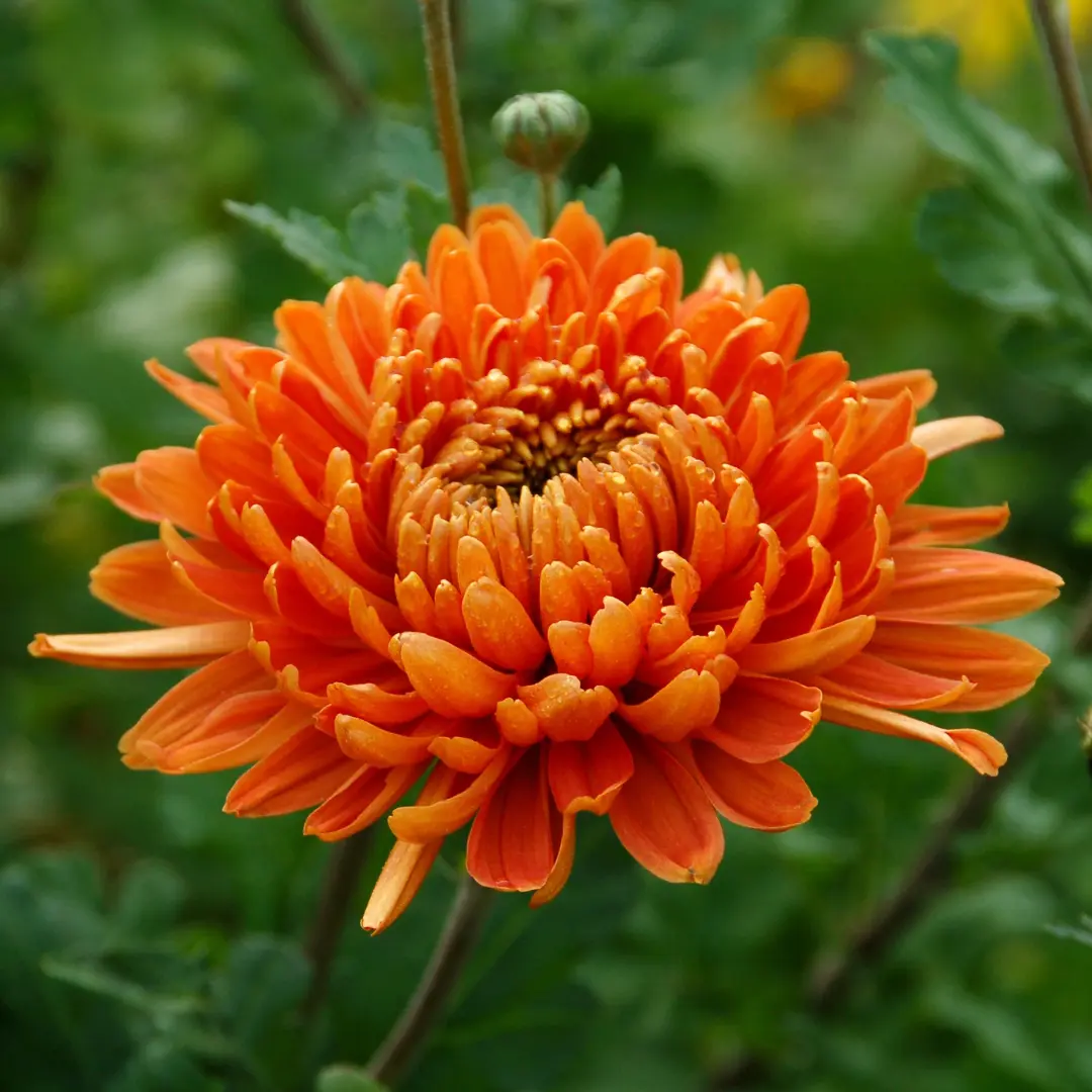 Chrysanthemum flower.