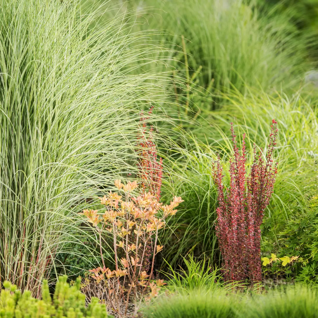 Variety of ornamental grasses.