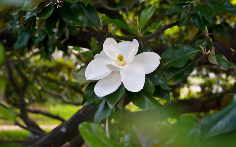 Southern magnolia tree.