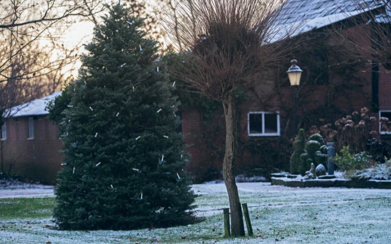 Trees during the winter in a backyard.