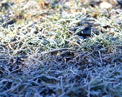 Winter Weed Control for Your Lawn - Rich-Way Landscape Collierville TN