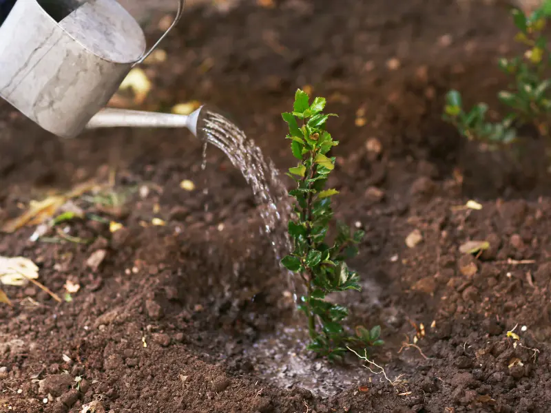 Small plant being watered.